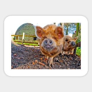 New Zealand Kunekune Pig Sticker